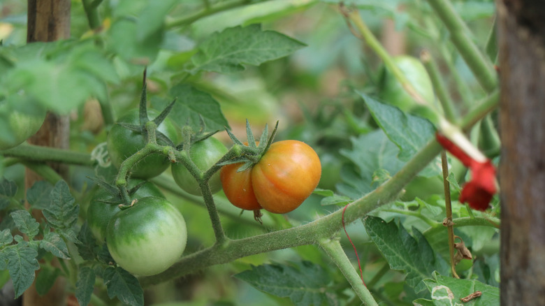 Fourth of July tomatoes growing on the vine