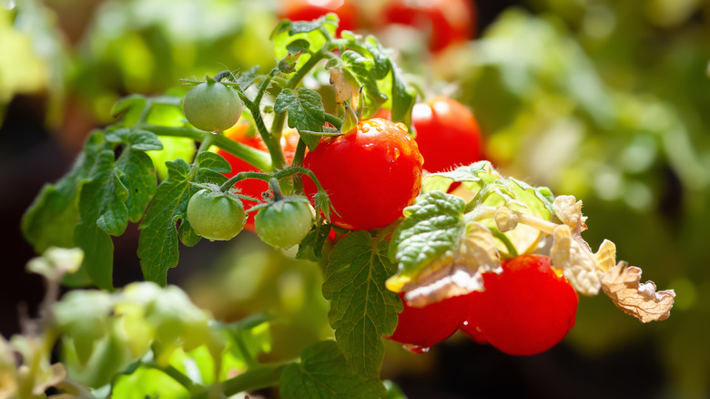 Tomatoes on the vine, basking in sunshine