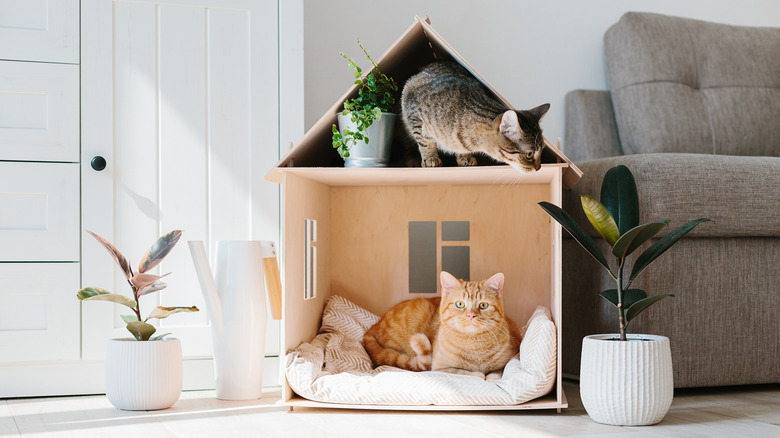 Cats in a cardboard house