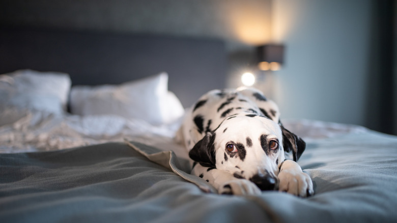 Dog laying on bed