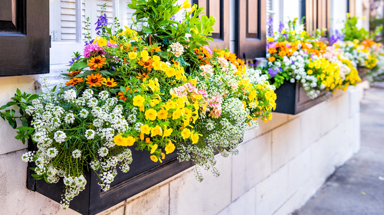 window flower boxes outside home