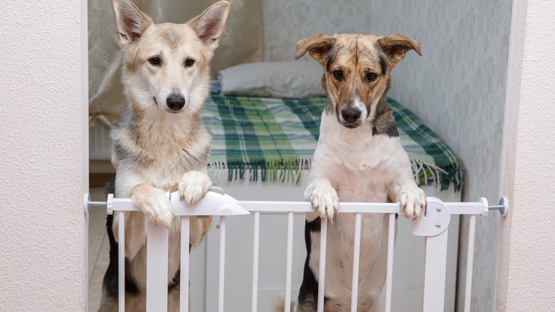 Dogs behind indoor fence