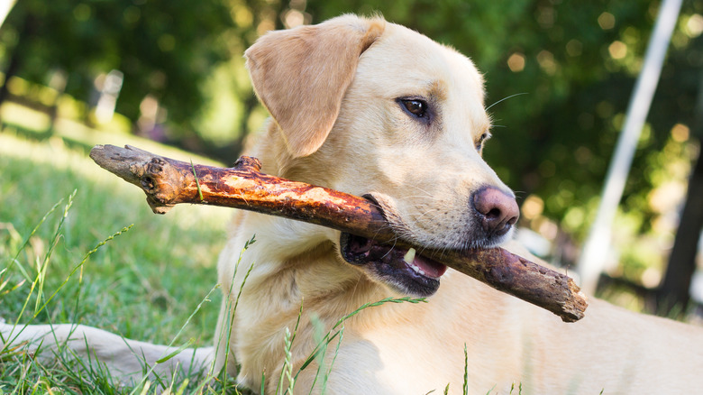 dog playing with stick