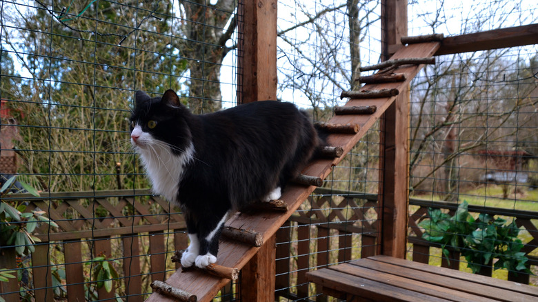 black cat on ramp