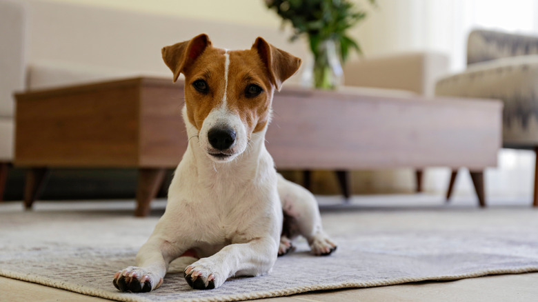 beagle dog on area rug
