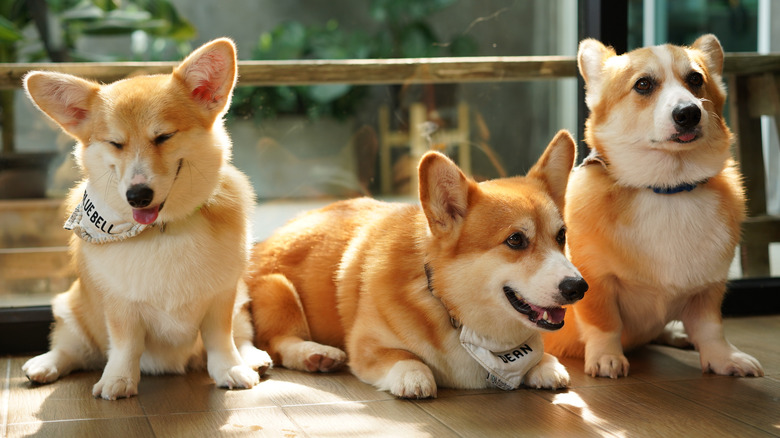 three corgis in living room