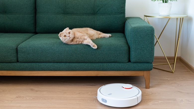 cat on couch with vacuum 