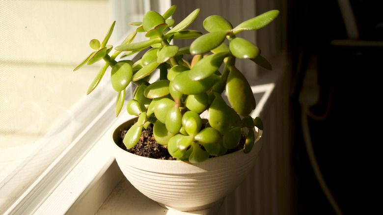 Potted jade plant in sun on windowsill