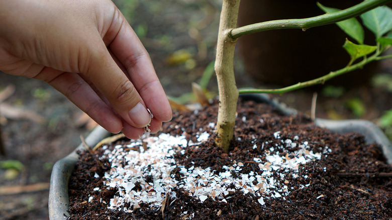 compost