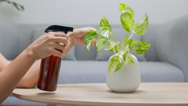 Hand spraying pothos plant leaves