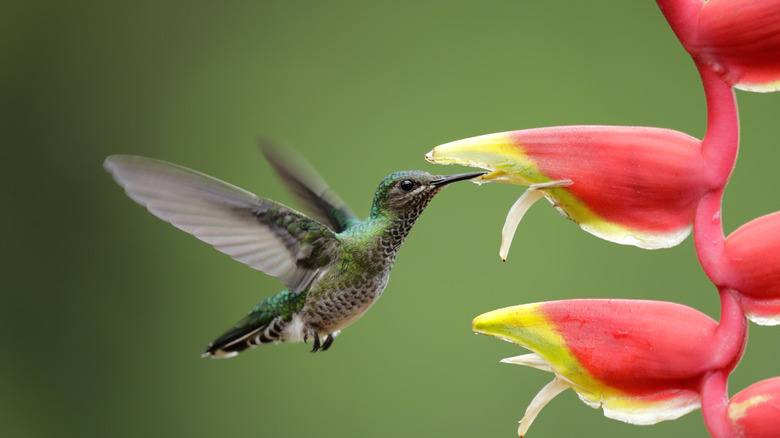 Hummingbird drinking from a sugar dish.