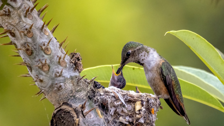 Hummingbird nest in a tree.
