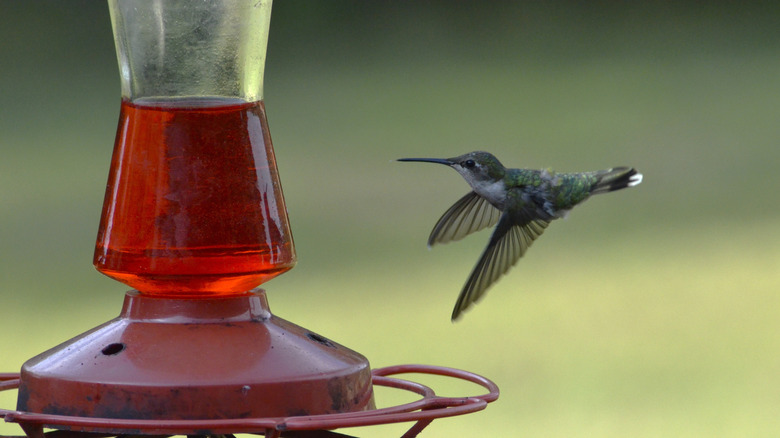 Hummingbird feeder in a yard.