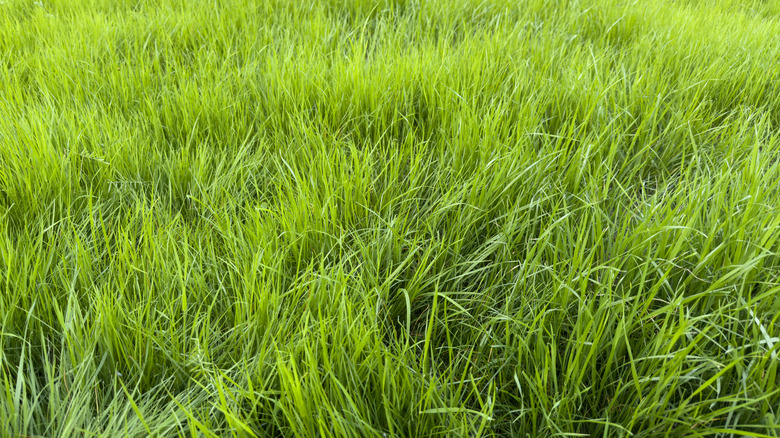 a close-up of long green grass