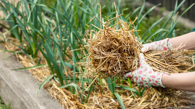mulching plants at a time of no rain