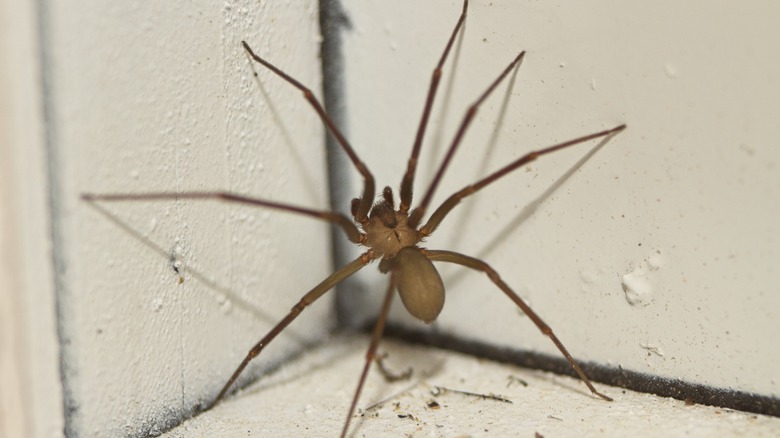 brown recluse spider climbing wall