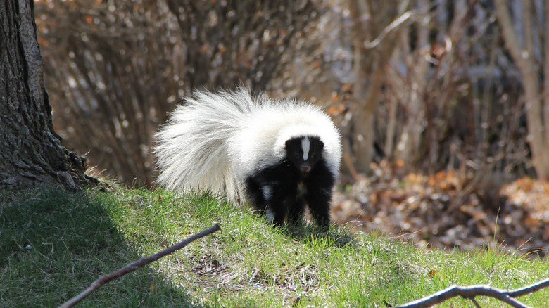 skunk in yard