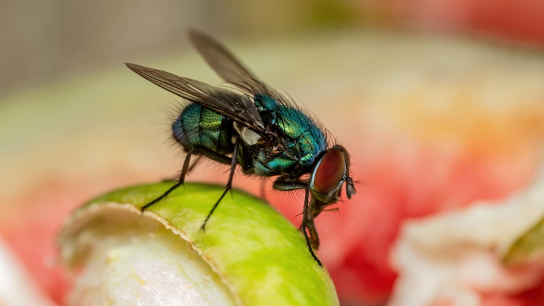 a fly on an apple