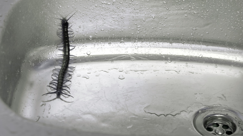 Black centipede in kitchen sink