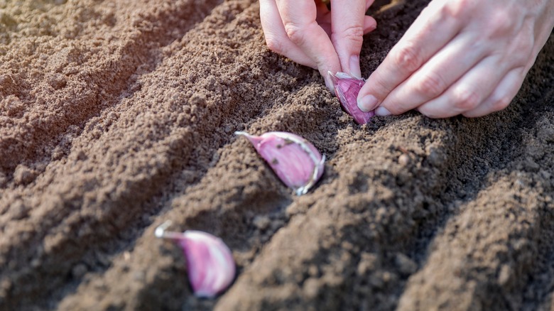 A gardener places garlic cloves in a prepared soil bed.