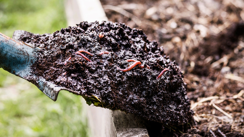 A gardener adds a shovel full of compost to a raised garden bed.