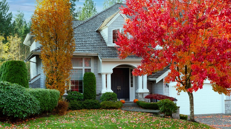 Yard with maple tree