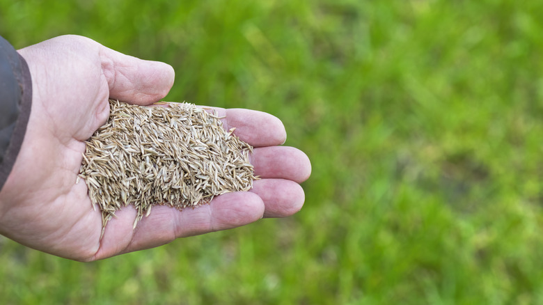 hand holding lawn seeds over lawn
