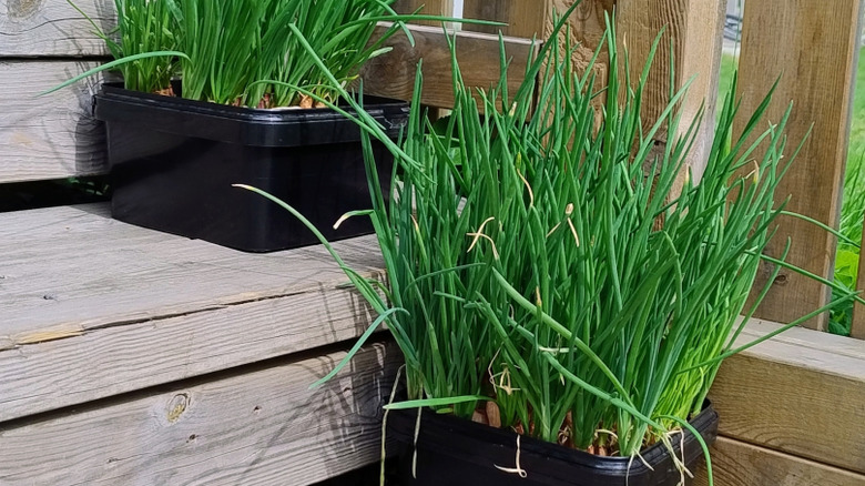 container chives in the corner next to a fence