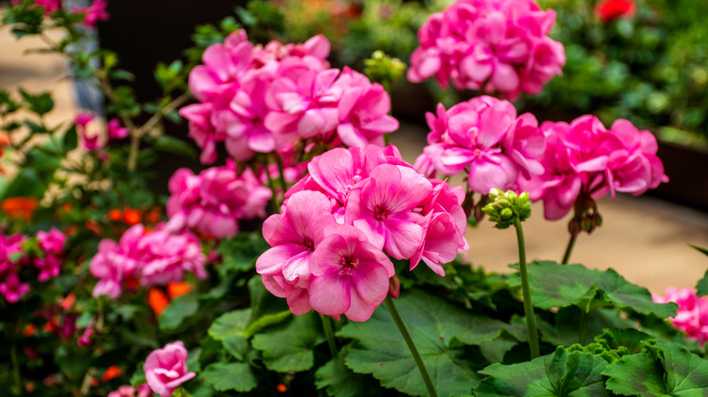 bright pink geranium flowers in full bloom