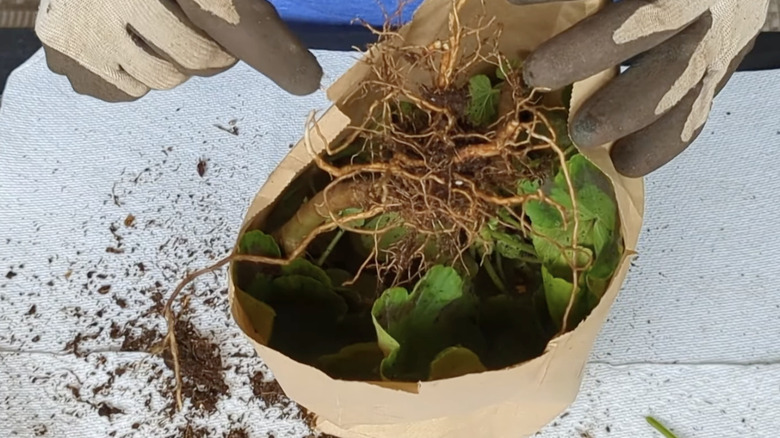 geranium plant placed upside down in paper bag with roots exposed