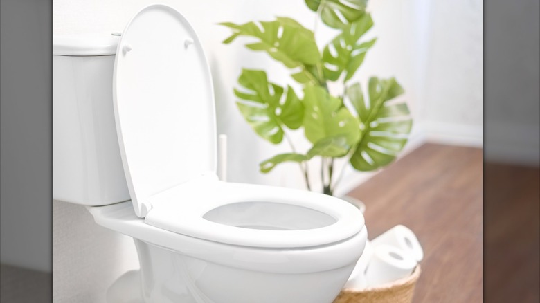 white toilet with plant