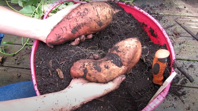 Man harvesting potted sweet potatoes 