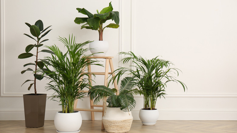 different indoor potted plants 