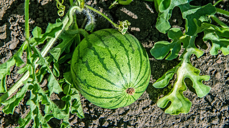 Striped watermelon growing in a garden