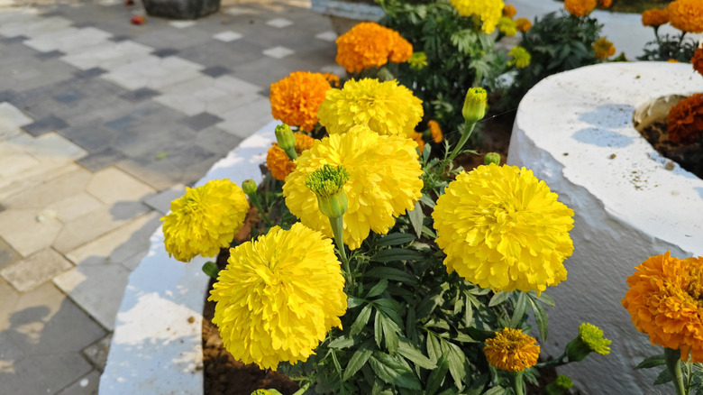 Pretty yellow and orange marigolds brightening up a garden bed