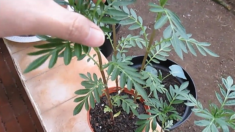 Person pinching off the tip of a young marigold plant