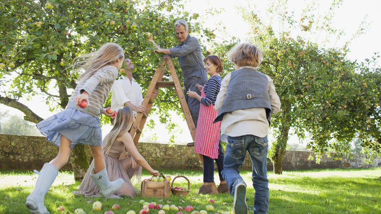 Family picking apples from tree