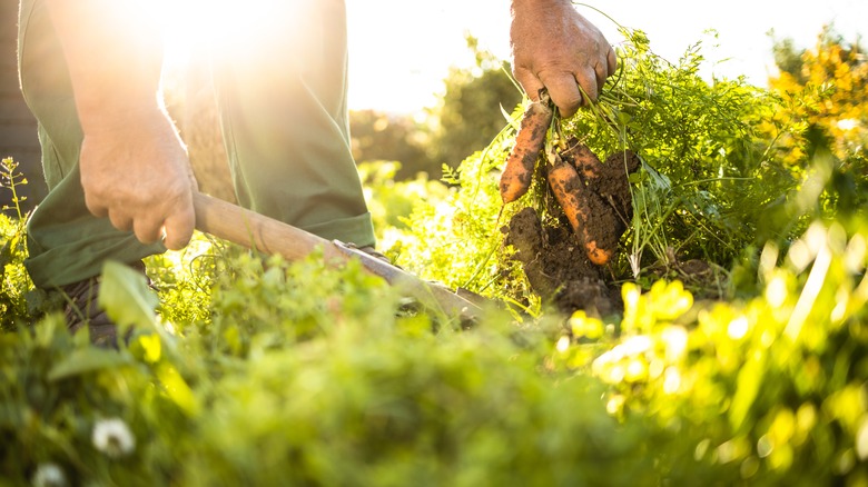 man harvesting carrots in garden