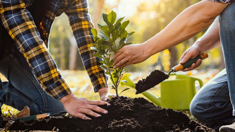 two people planting tree