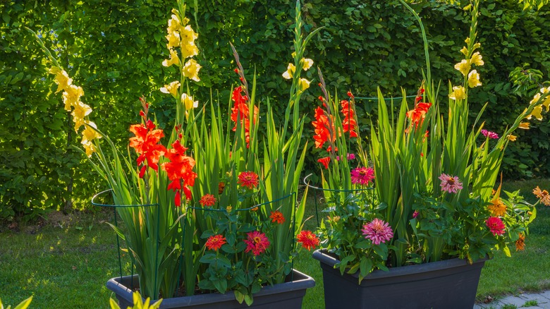 gladiolus in container garden 