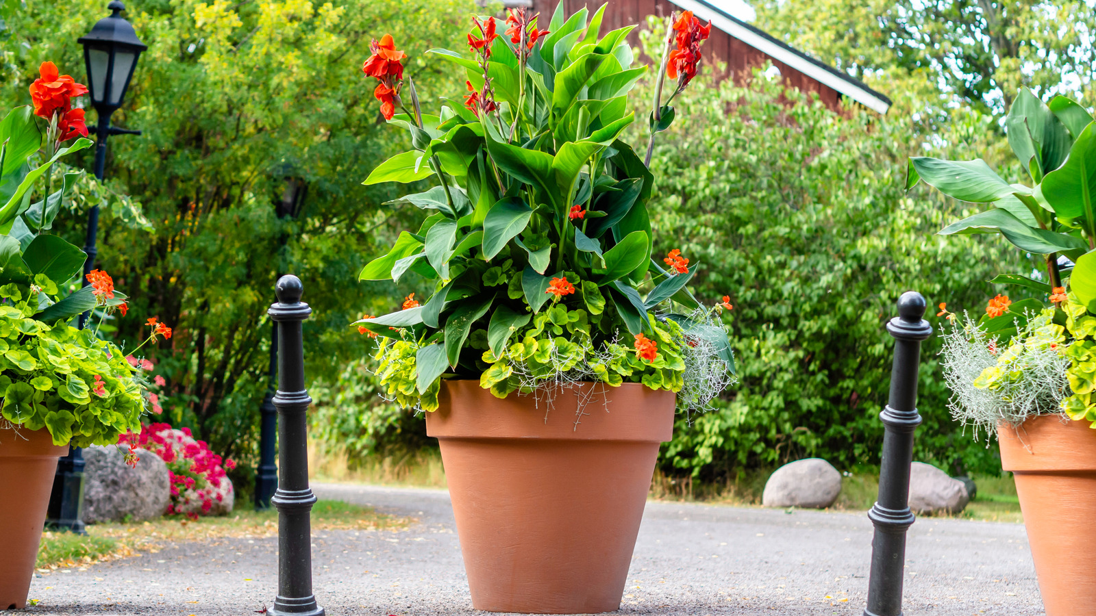 How To Plant And Grow Beautiful Gladiolus Bulbs In Containers