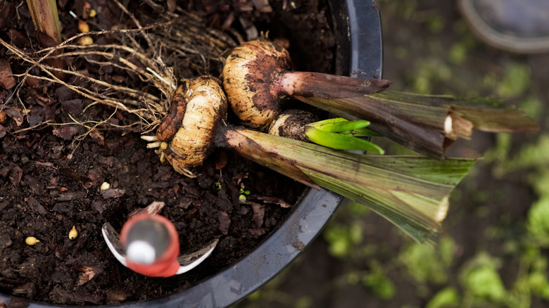 digging and storing corms