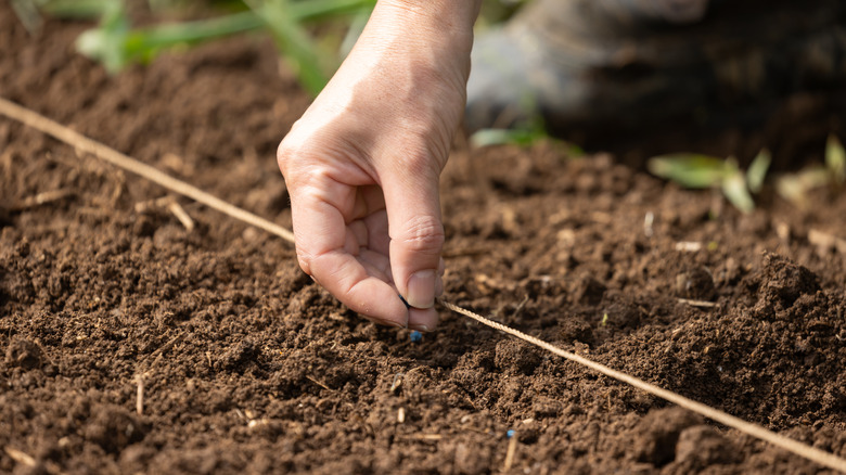 Close-up of a gardener's hand sowing seeds