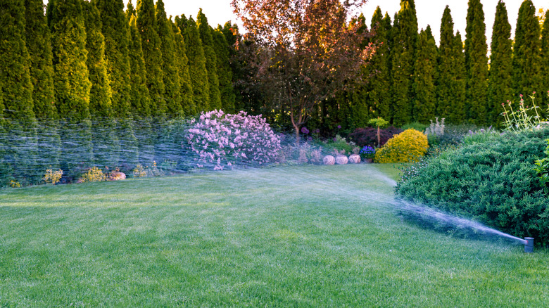 Irrigation of grass with a sprinkler