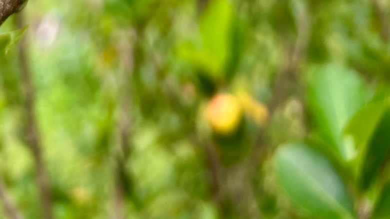 closeup on Barbados cherry fruit