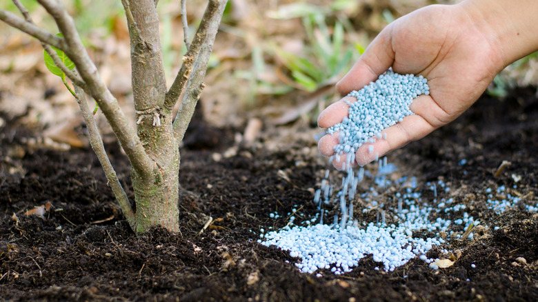 person adding fertilizer to base of young tree