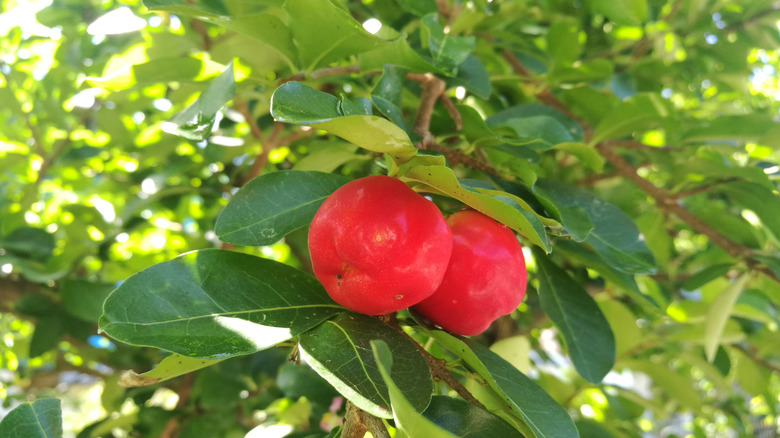closeup on two Barbados cherries hanging from tree
