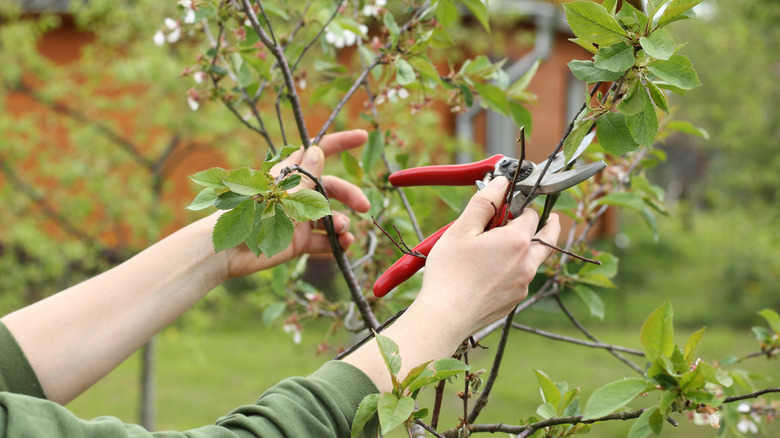 person pruning young cherry tree