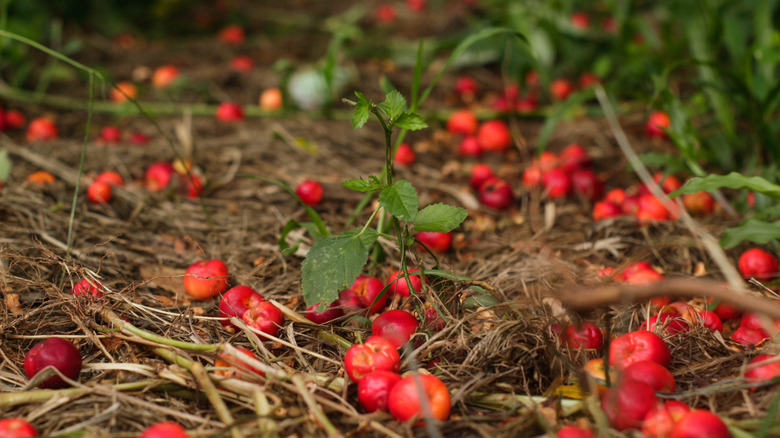 closeup of soil surrounding Barbados cherry tree with fruit on ground