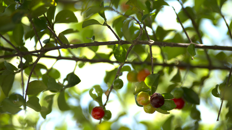 cherry fruit and leaves in dappled sunlight